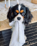 Cute Cavalier King Charles Spaniel Pup Cute Cavalier King Charles Spaniel Pup
