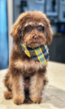 Cute Labrador Poodle Mix Pup Cute Labrador Poodle Mix Pup