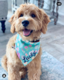 Cute Golden Retriever Poodle Mix Pup