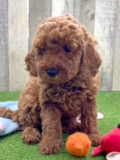 Happy Mini Irishdoodle Poodle Mix Pup