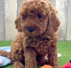 Irishdoodle Puppies For Sale - Lone Star Pups