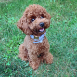 Poodle Being Cute Poodle Being Cute