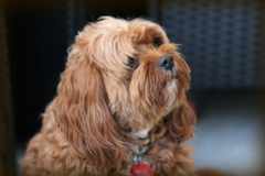 Cute Cavapoo Poodle Mix Pup Cute Cavapoo Poodle Mix Pup