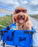 Cute Golden Retriever Poodle Mix Pup Cute Golden Retriever Poodle Mix Pup