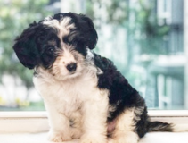 Cute Australian Designer Pup Cute Australian Designer Pup