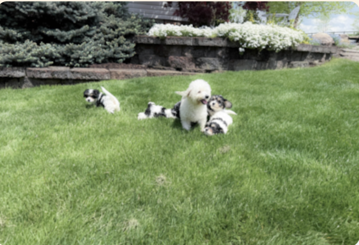 puppies 8 weeks old, week 8 of the first 8 weeks of a lone star pups puppy