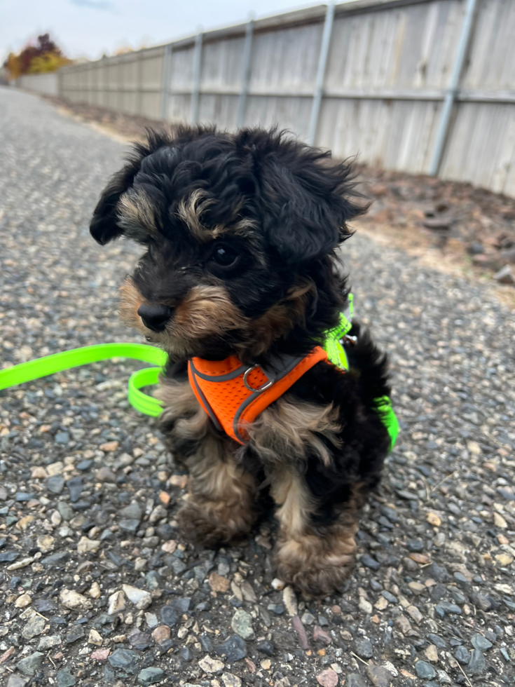 small aussiedoodle puppy