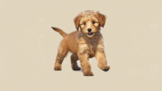 Mini Labradoodle Being Cute Mini Labradoodle Being Cute