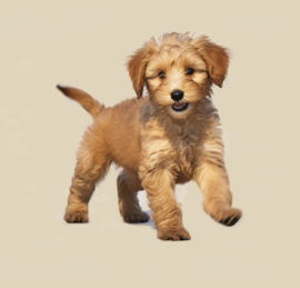 Labrapoo Puppies For Sale - Lone Star Pups