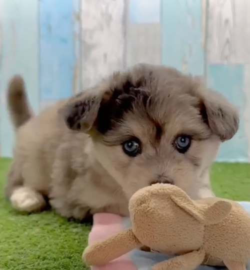 Adorable Mini Pomskydoodle Pup
