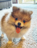 Cute Pomeranian Purebred Pup Cute Pomeranian Purebred Pup