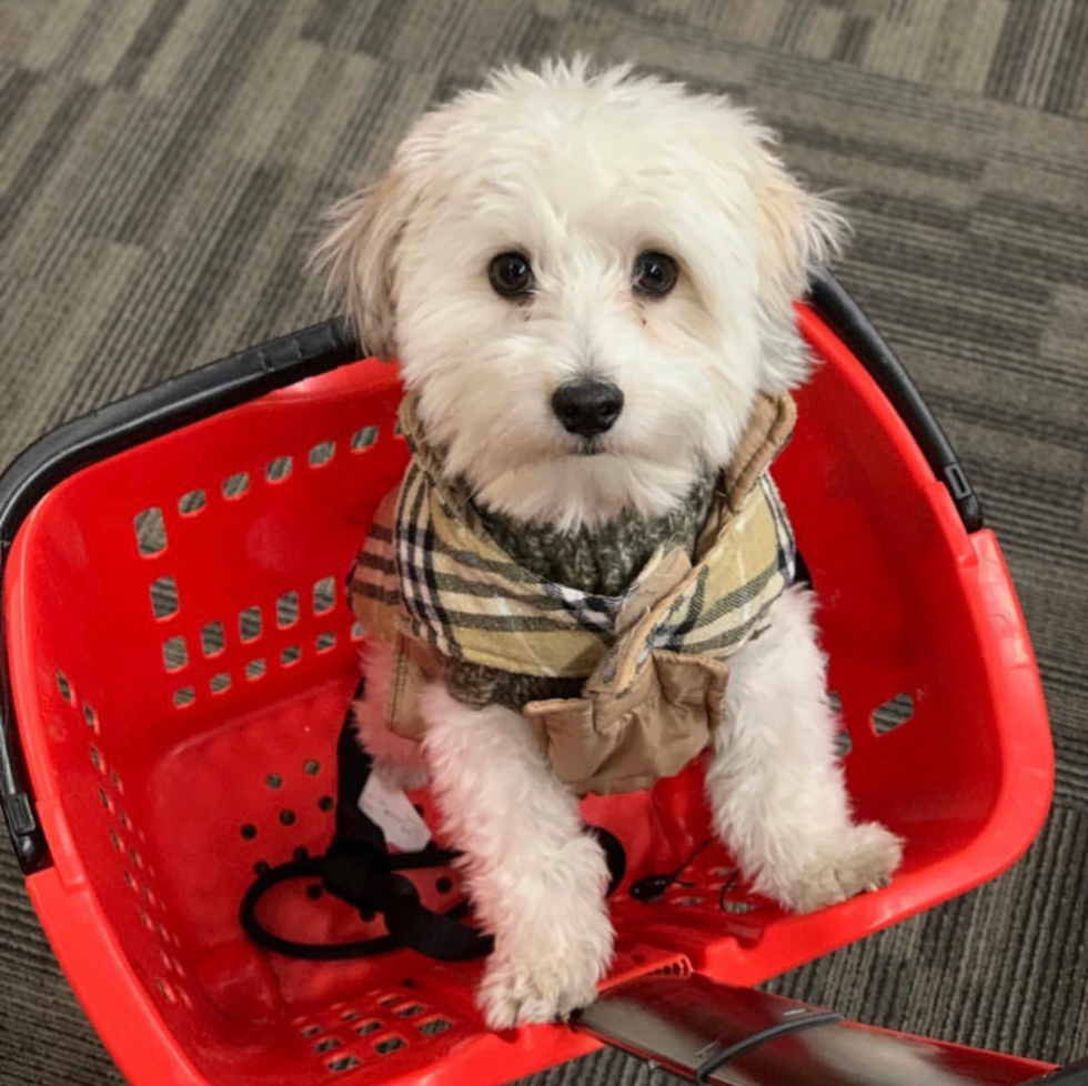 Havanese Being Cute