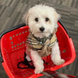 Havanese Being Cute Havanese Being Cute