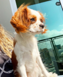 Cute Cavalier King Charles Spaniel Purebred Pup Cute Cavalier King Charles Spaniel Purebred Pup