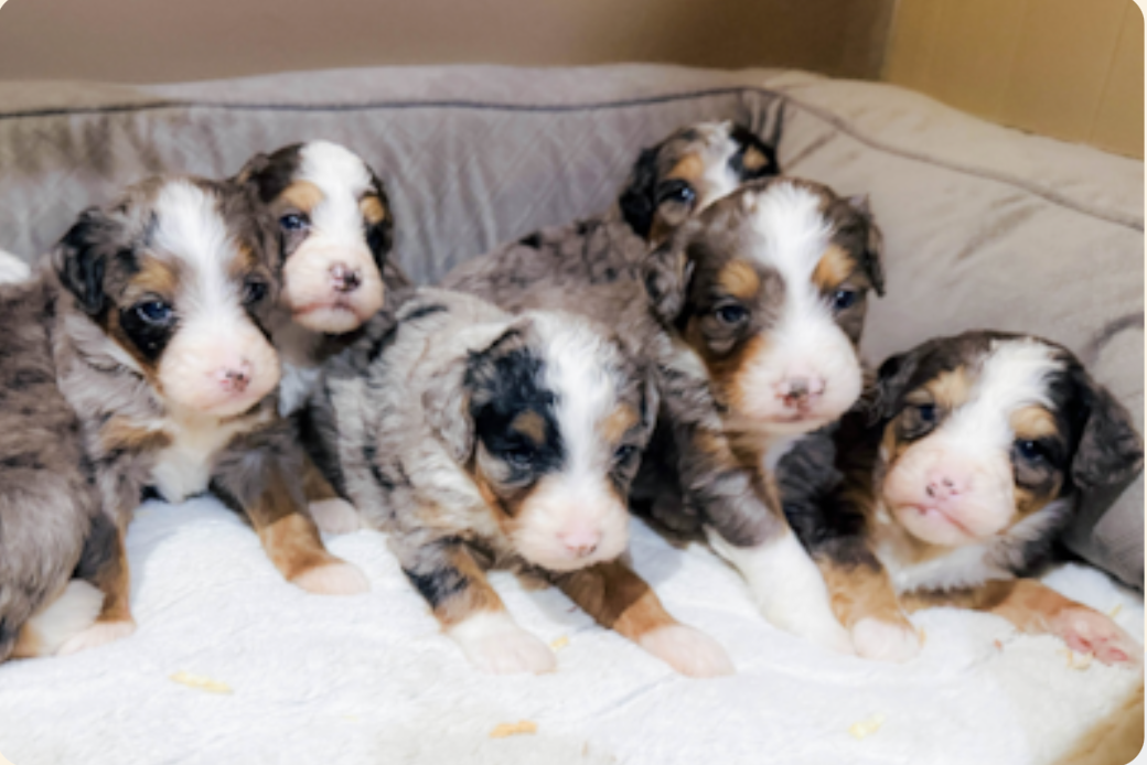 puppies 3 weeks old, week 3 of the first 8 weeks of a lone star pups puppy