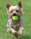 Yorkshire Terrier Being Cute