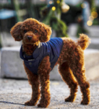 Cute Pooodle Purebred Pup Cute Pooodle Purebred Pup