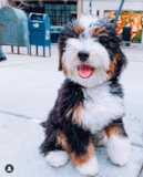 Cute Mini Bernedoodle Poodle Mix Pup