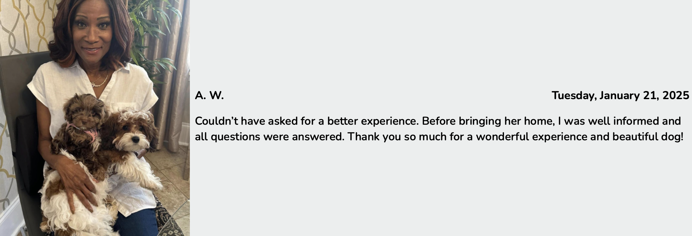 lone star pups customer review of cavapoo puppy cookie