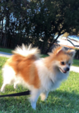 Cute Pomeranian Purebred Pup Cute Pomeranian Purebred Pup