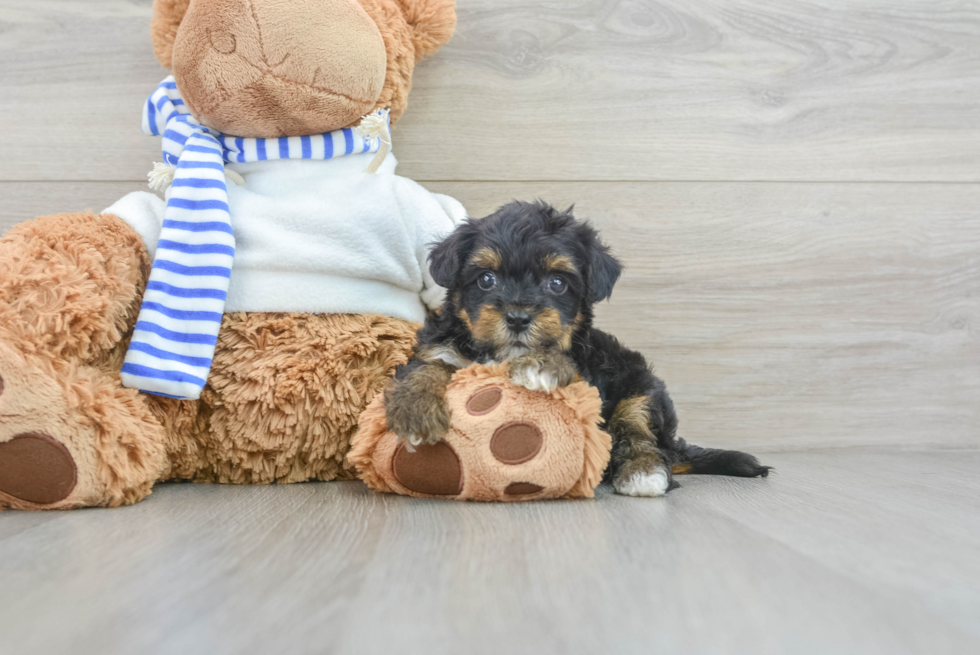 yorkie poo puppy gracie as a puppy