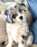 Cute Australian Designer Pup Cute Australian Designer Pup