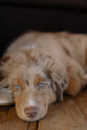 Mini Aussiedoodle Being Cute