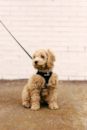 Cockapoo Being Cute Cockapoo Being Cute