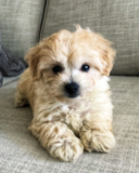 Poochon Being Cute