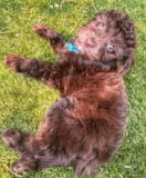 Mini Aussiedoodle Being Cute Mini Aussiedoodle Being Cute