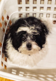Cute Shih Poo Poodle Mix Pup Cute Shih Poo Poodle Mix Pup