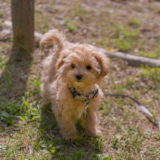 Cute Maltipoo Pup Cute Maltipoo Pup