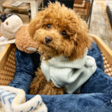 Cute Poodle Pup Cute Poodle Pup
