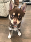 Cute Pomsky Pup Cute Pomsky Pup