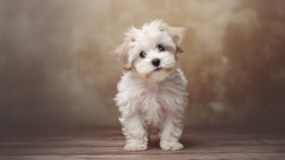 Cute Havanese Designer Pup