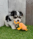 Cute Morkie Designer Pup
