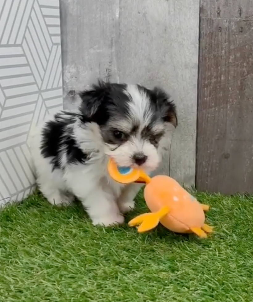 Cute Morkie Designer Pup