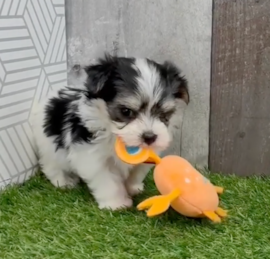 Yortese Puppies For Sale - Lone Star Pups