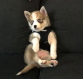 Cute Pomsky Designer Pup Cute Pomsky Designer Pup