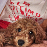 Cute Cockapoo Pup Cute Cockapoo Pup