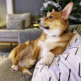 Cute Pembroke Welsh Corgi Purebred Pup Cute Pembroke Welsh Corgi Purebred Pup