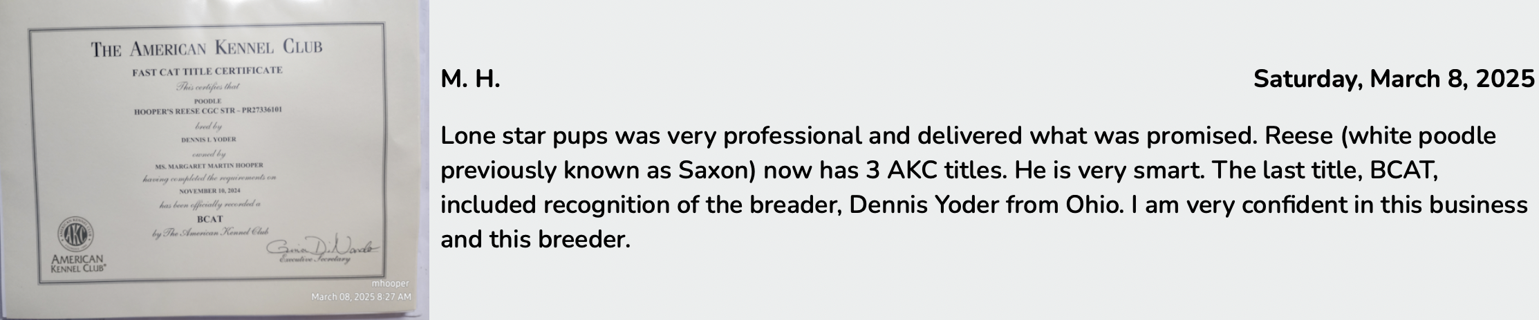 lone star pups customer review of poodle puppy reese