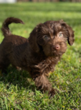 Cute Labrador Poodle Mix Pup Cute Labrador Poodle Mix Pup