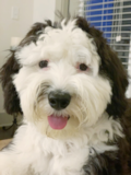 Mini Sheepadoodle Being Cute Mini Sheepadoodle Being Cute