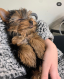 Cute Yorkshire Terrier Pup Cute Yorkshire Terrier Pup