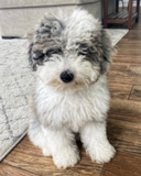Cute Mini Sheepadoodle Pup Cute Mini Sheepadoodle Pup