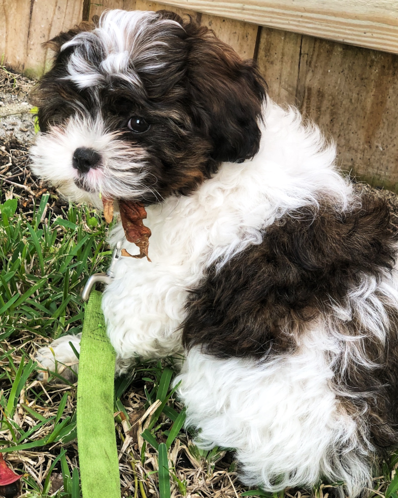 Cute Shih Poo Poodle Mix Pup