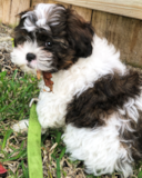 Cute Shih Poo Poodle Mix Pup Cute Shih Poo Poodle Mix Pup