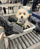 Cute Havanese Pup Cute Havanese Pup