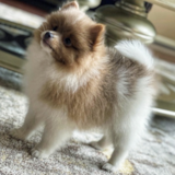 Cute Pomeranian Purebred Pup Cute Pomeranian Purebred Pup